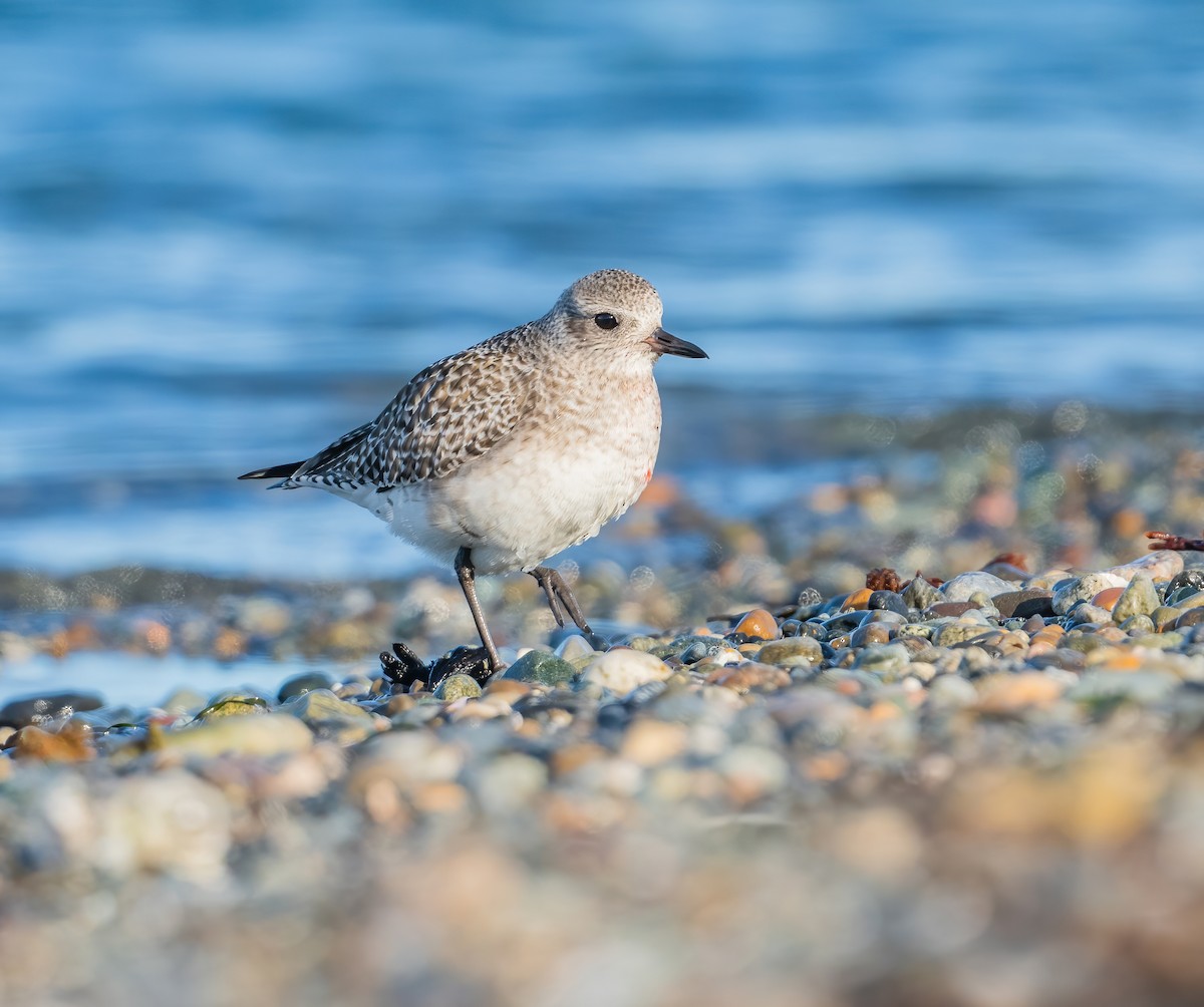 Black-bellied Plover - ML613481475