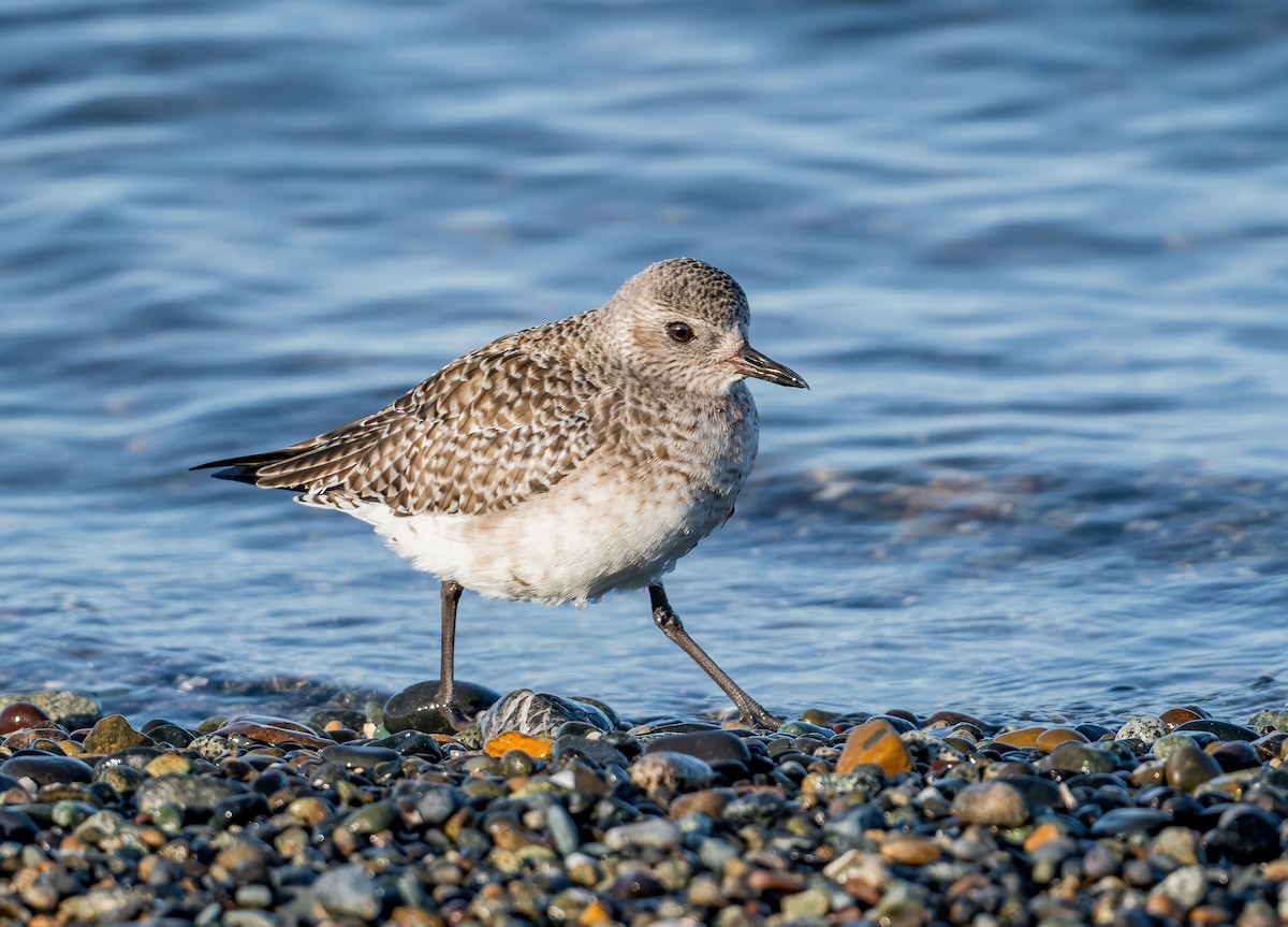 Black-bellied Plover - Leah Turner