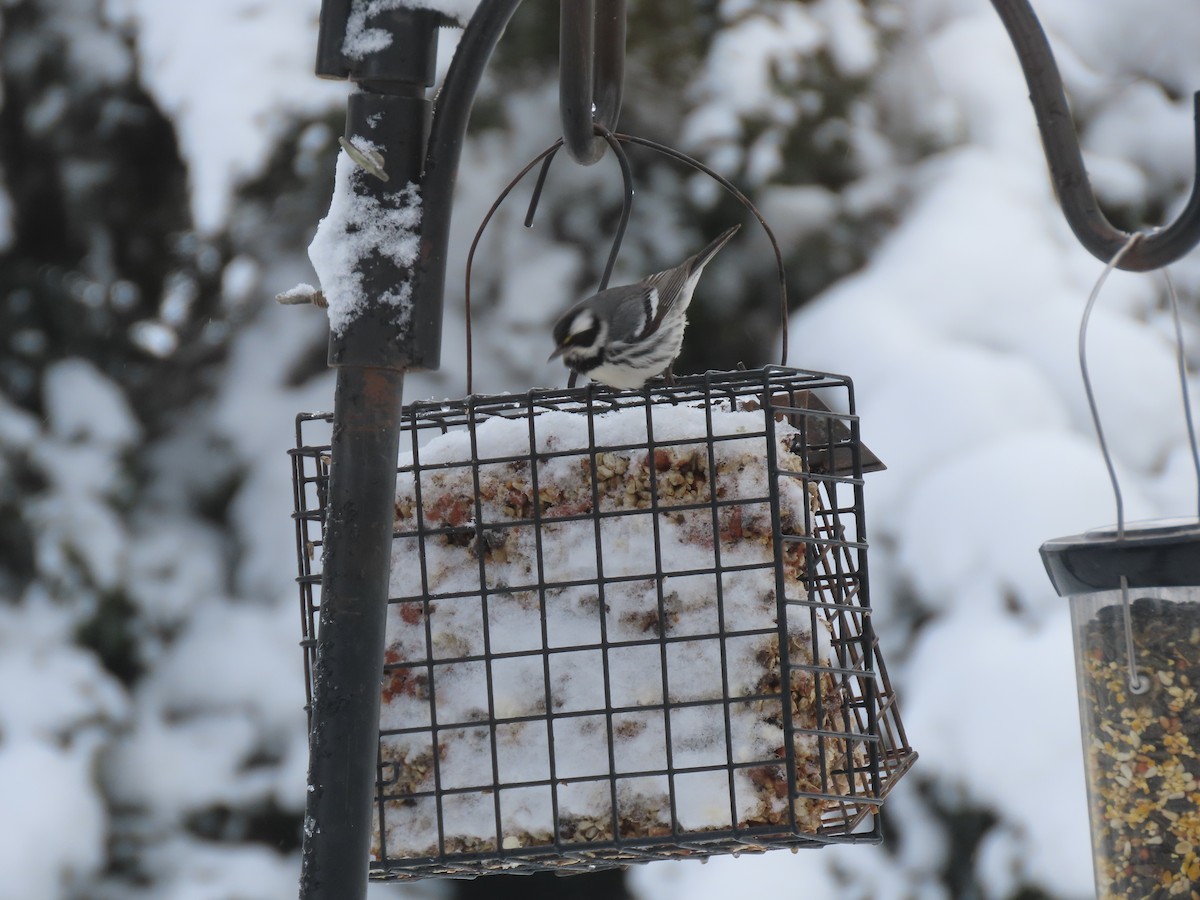 Black-throated Gray Warbler - ML613481512