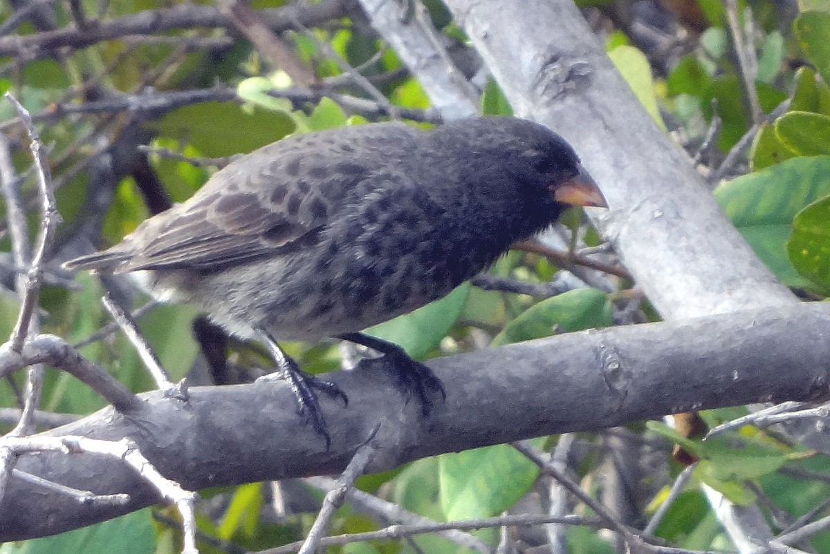 Medium Ground-Finch - ML613481579