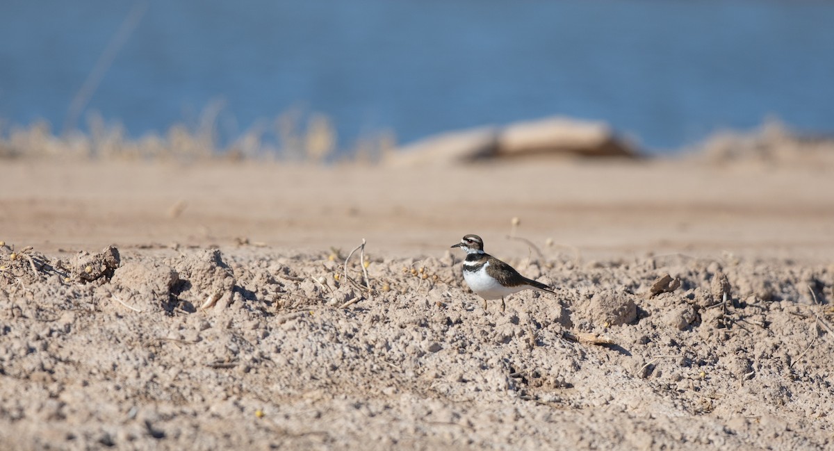 Killdeer - ML613481630