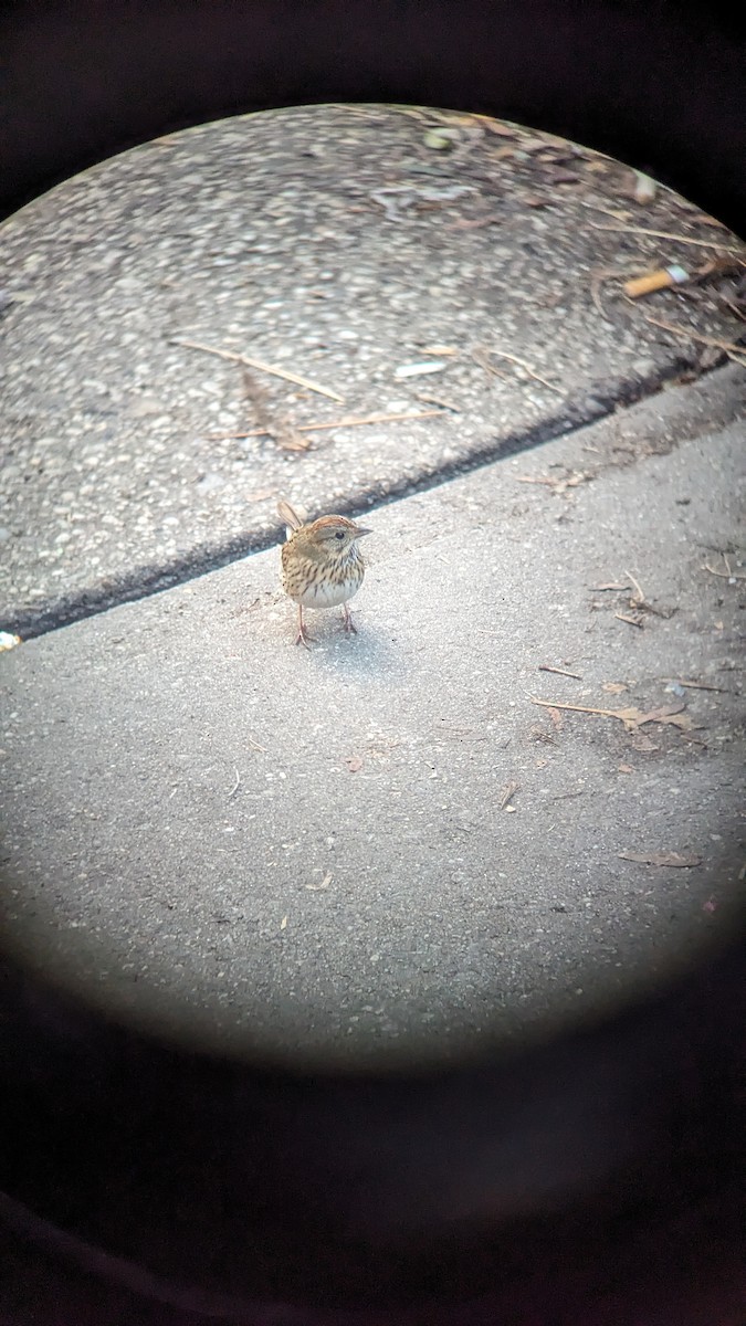 Lincoln's Sparrow - ML613481641