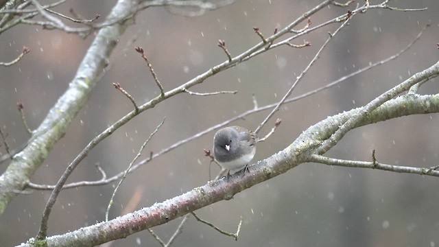 Dark-eyed Junco (Slate-colored) - ML613481678