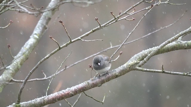 Junco ardoisé (hyemalis/carolinensis) - ML613481678