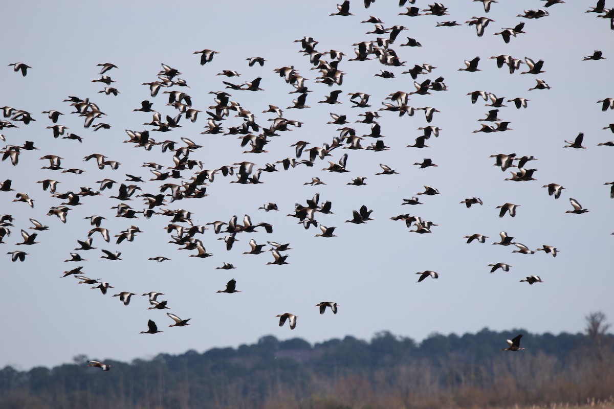 Black-bellied Whistling-Duck - ML613481716