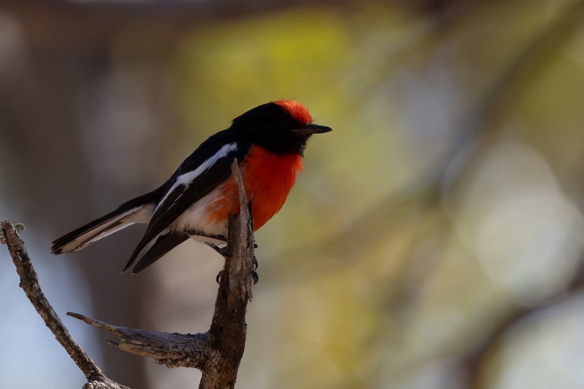 Red-capped Robin - ML613481719