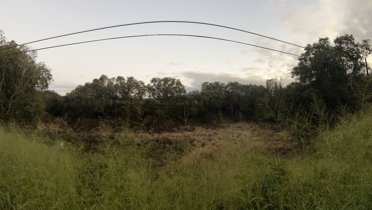 Western Cattle-Egret - ML613481766