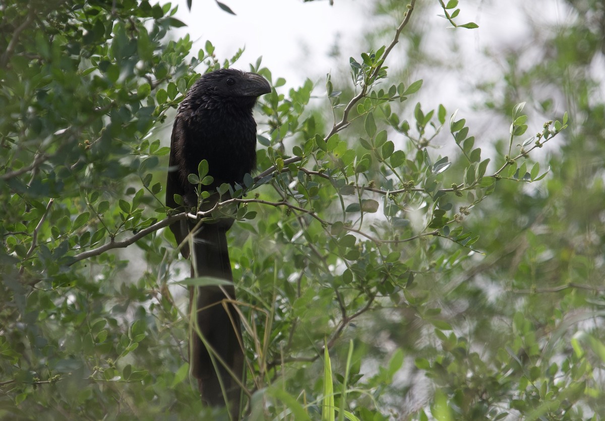 Groove-billed Ani - ML613481768