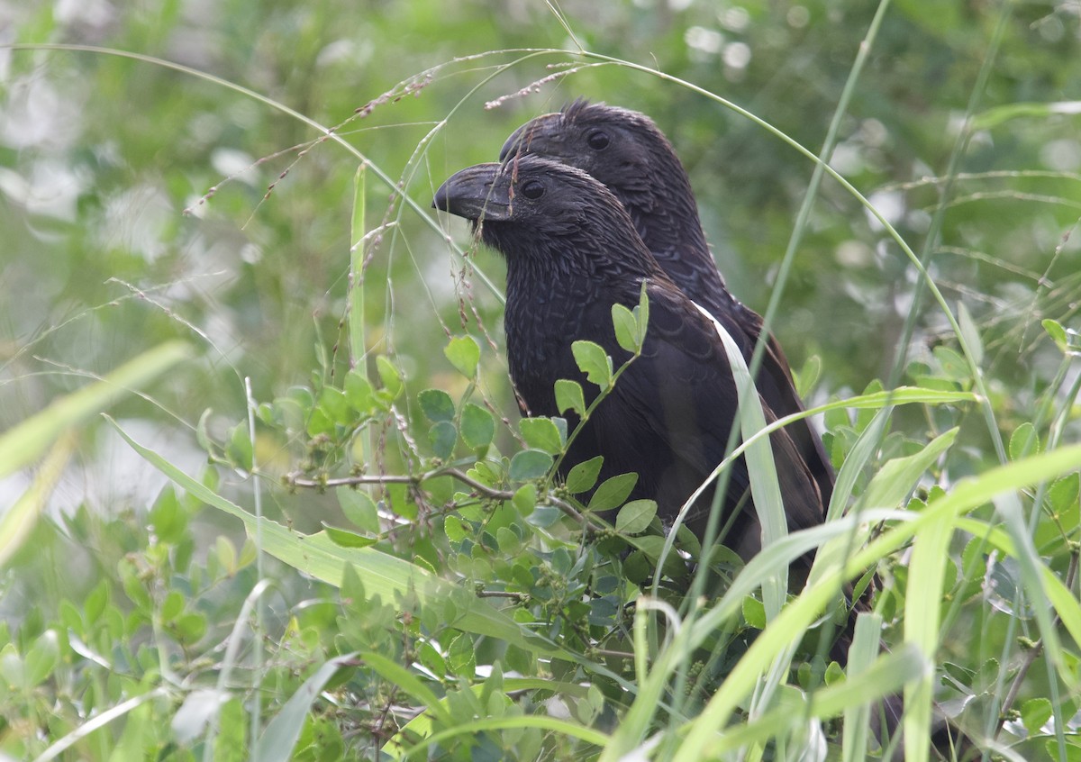 Groove-billed Ani - ML613481769