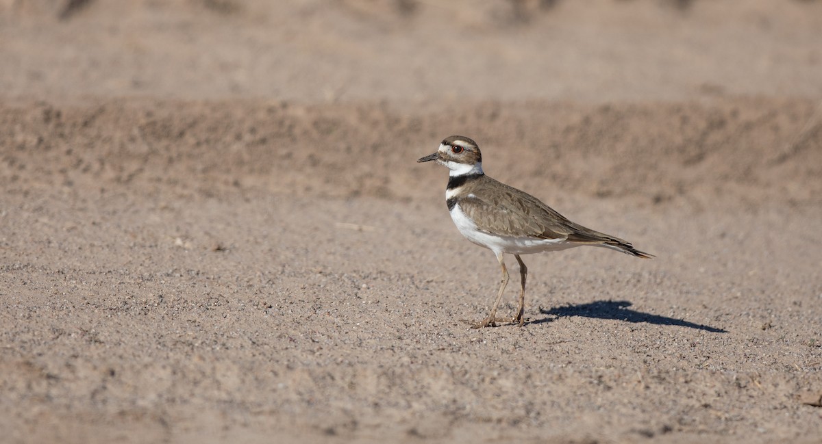 Killdeer - ML613481814