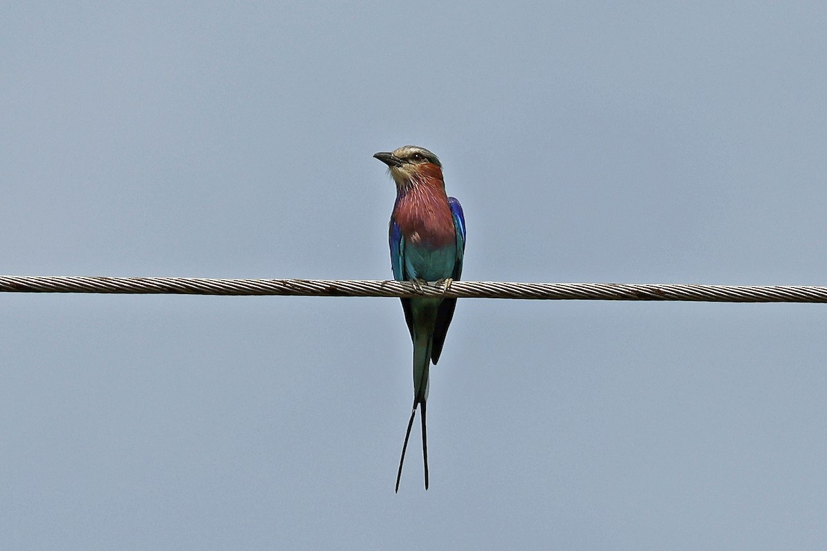 Lilac-breasted Roller - ML613481917