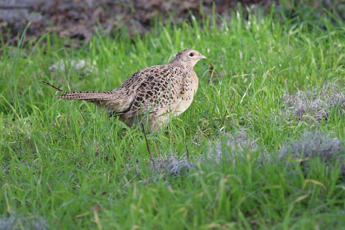 Ring-necked Pheasant - ML613481977