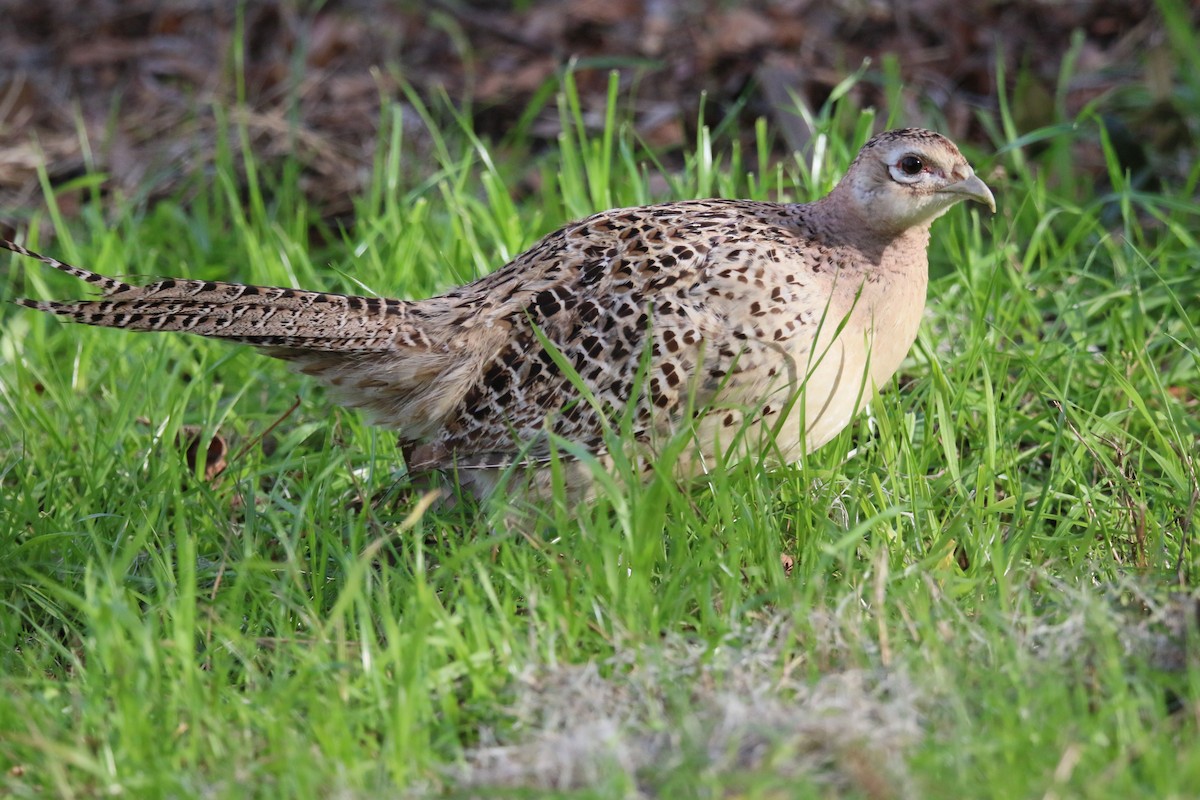 Ring-necked Pheasant - ML613482015