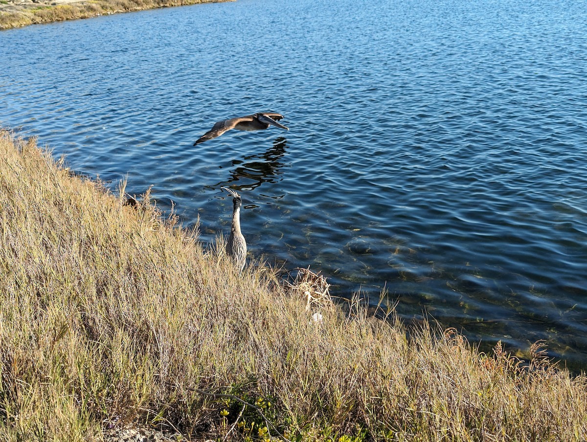 Yellow-crowned Night Heron - ML613482036