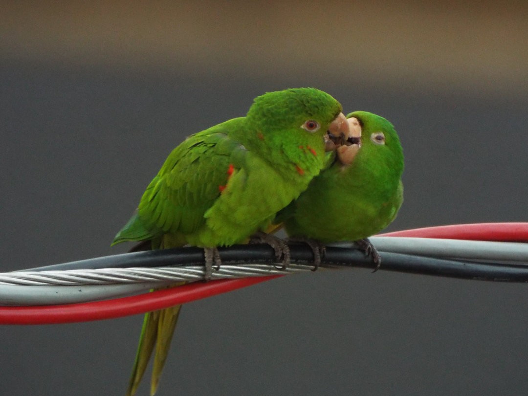 White-eyed Parakeet - ML613482087