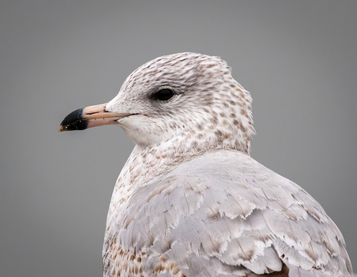 Ring-billed Gull - ML613482089