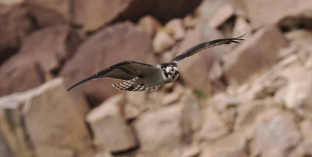 Osprey - ML613482144