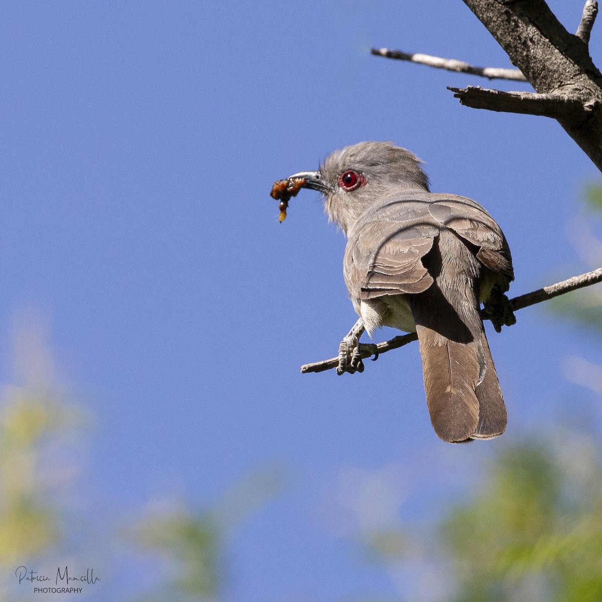 Ash-colored Cuckoo - ML613482150