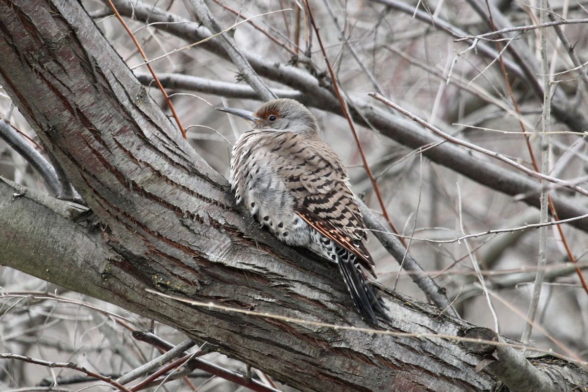 Northern Flicker - ML613482159