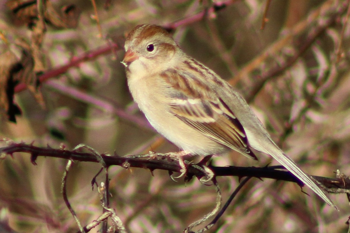 Field Sparrow - ML613482182