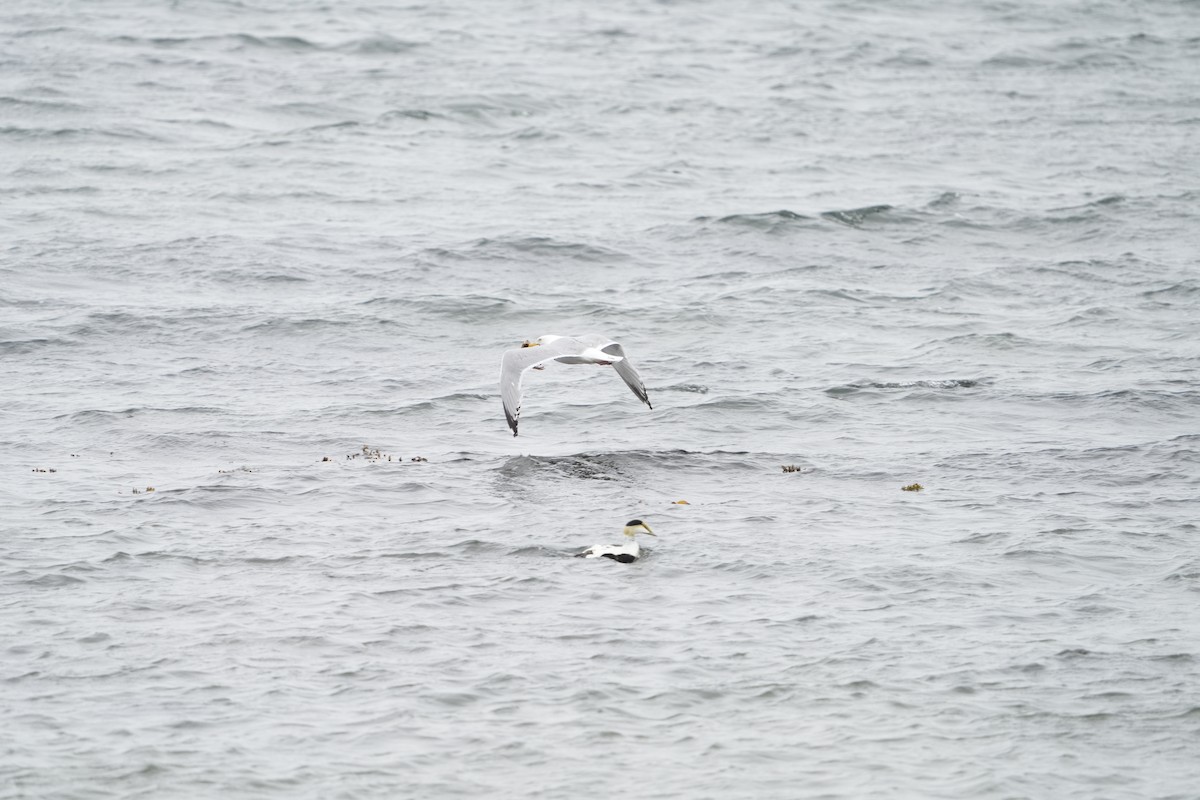 Herring Gull - Luc Verreault