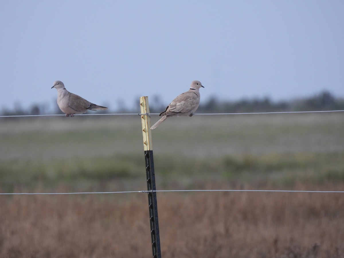 Eurasian Collared-Dove - ML613482352