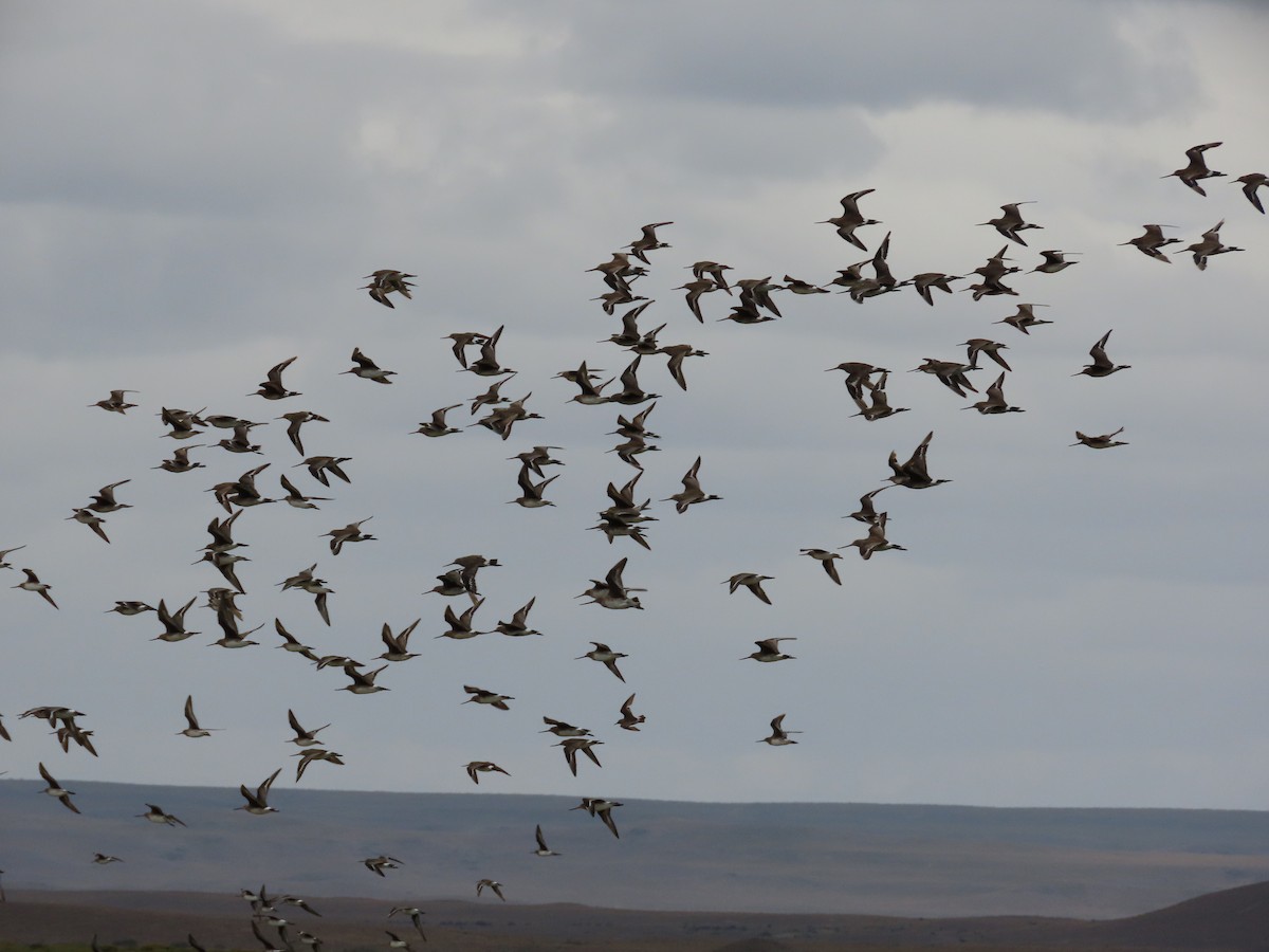 Hudsonian Godwit - ML613482354