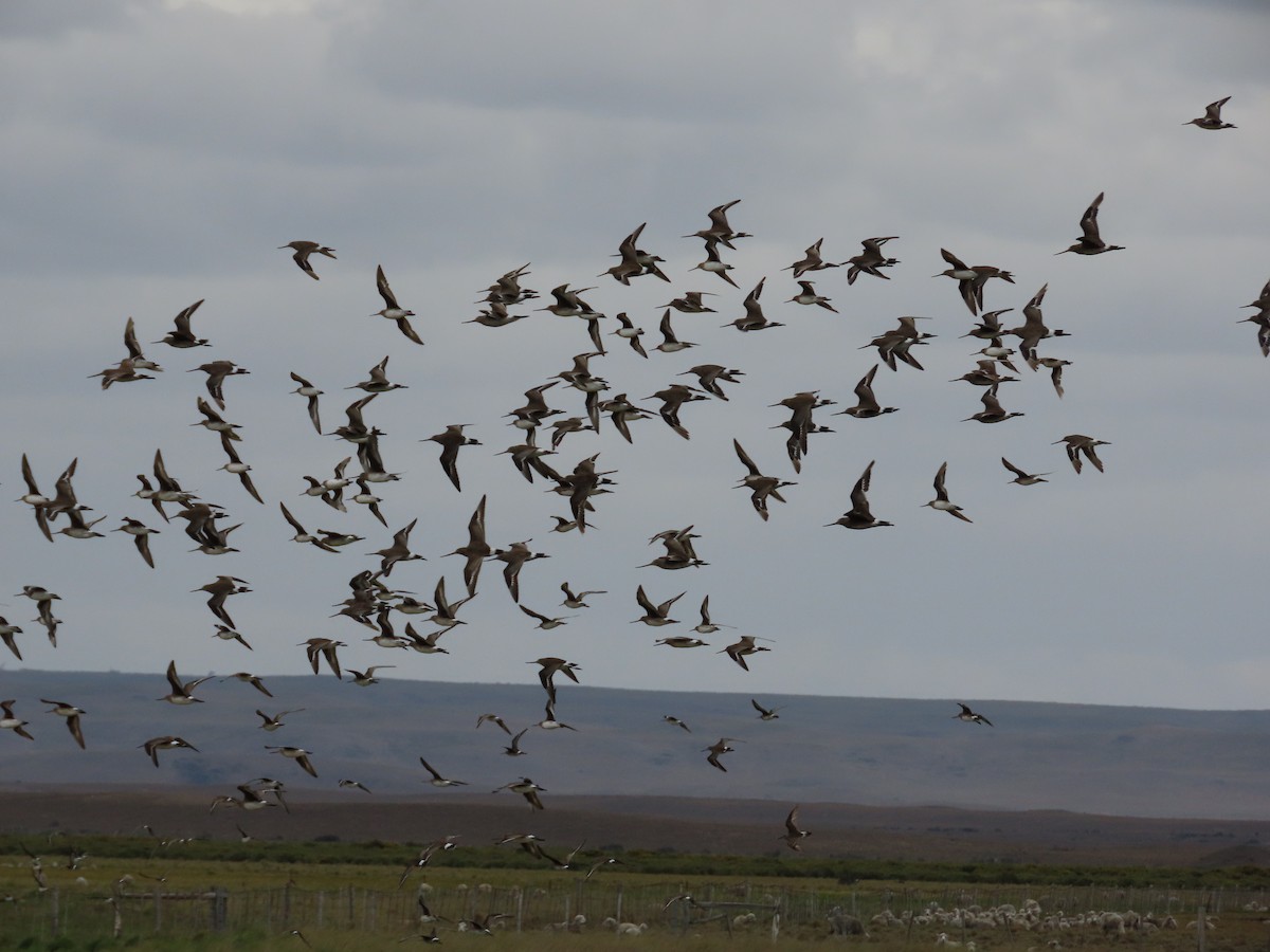 Hudsonian Godwit - ML613482357