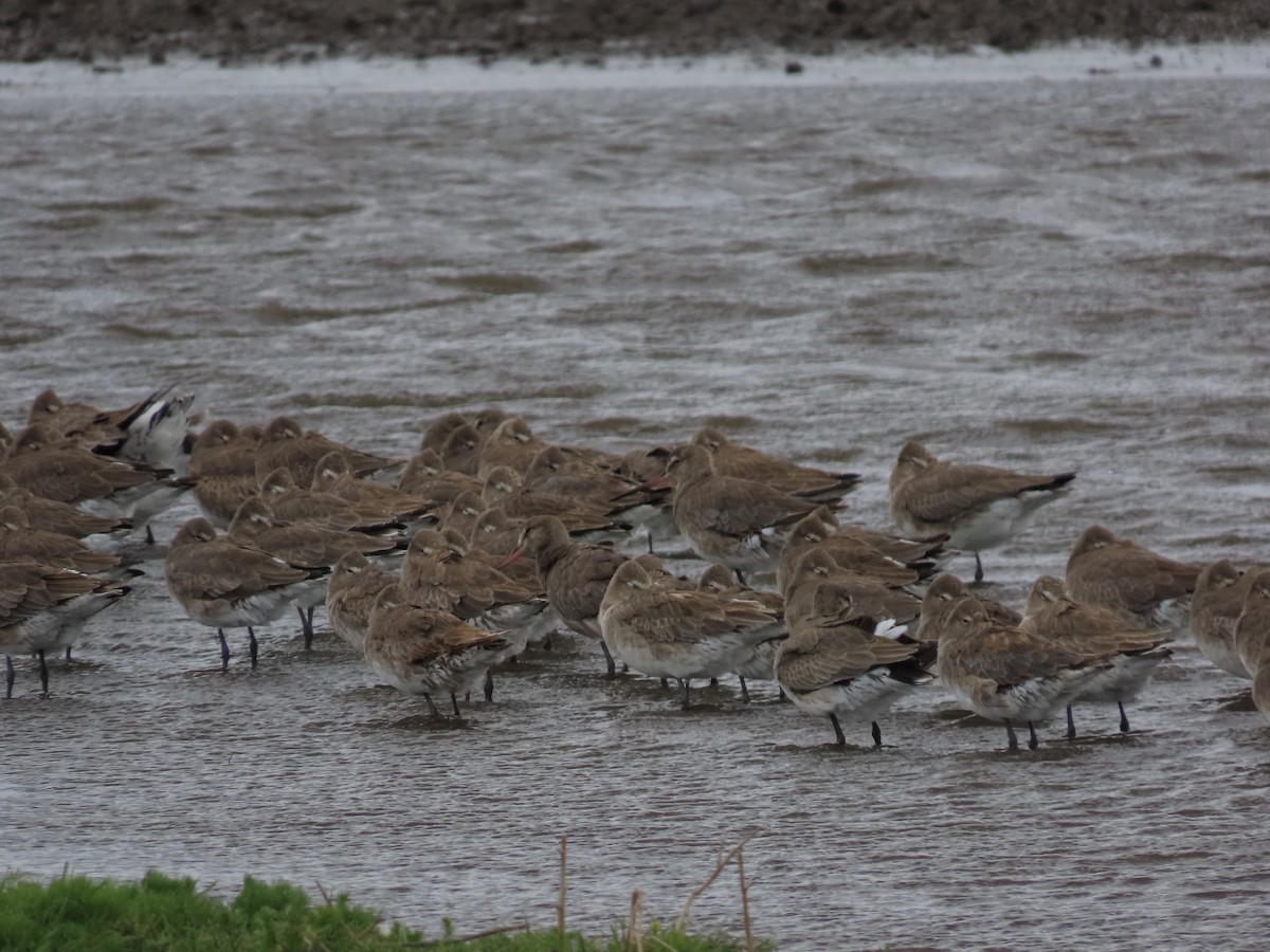 Hudsonian Godwit - ML613482365