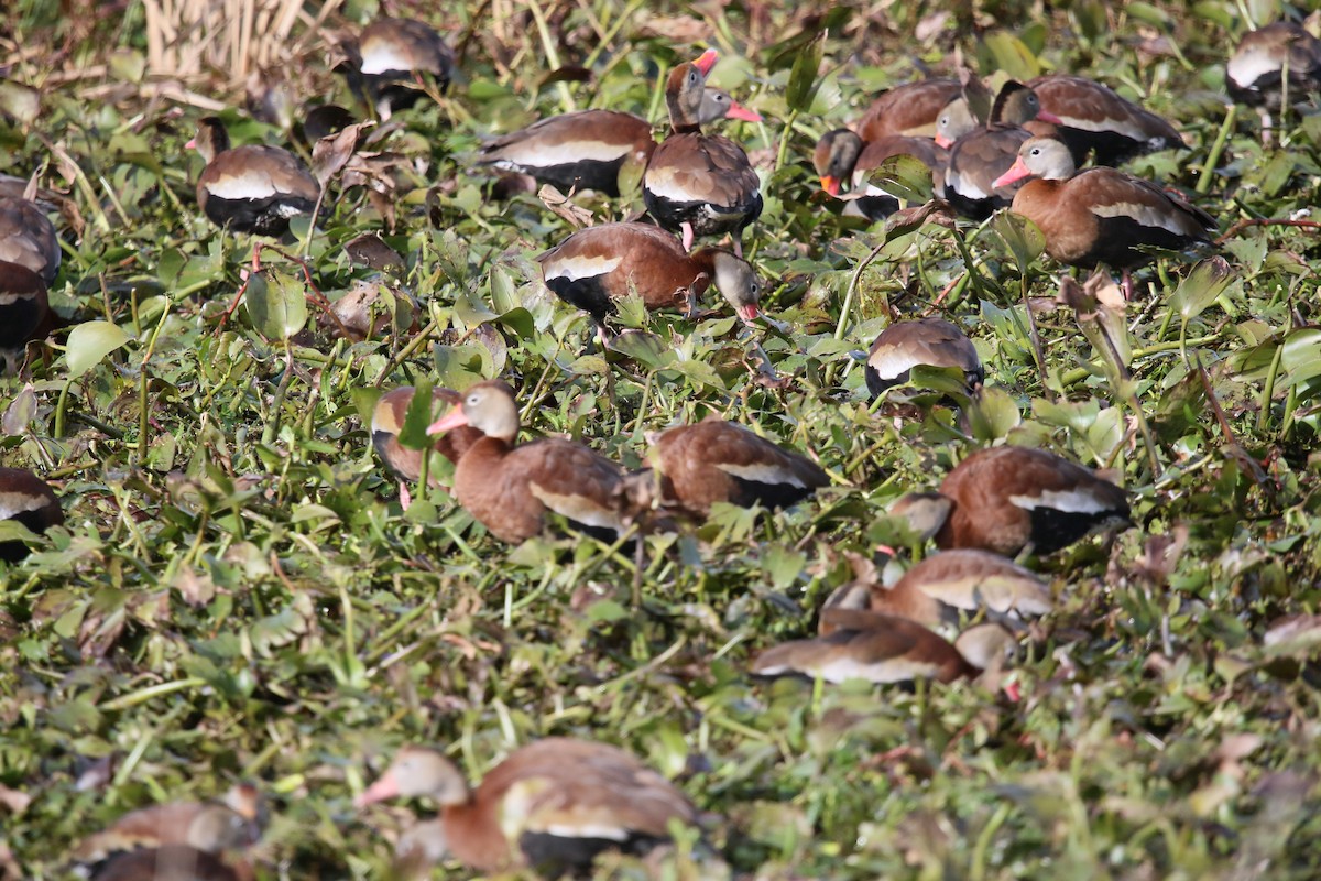 Black-bellied Whistling-Duck - ML613482372