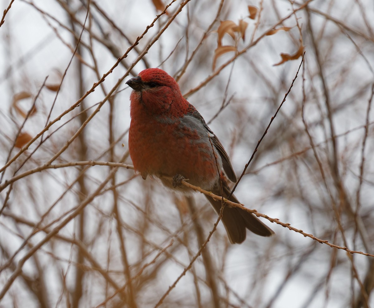 Pine Grosbeak - ML613482405