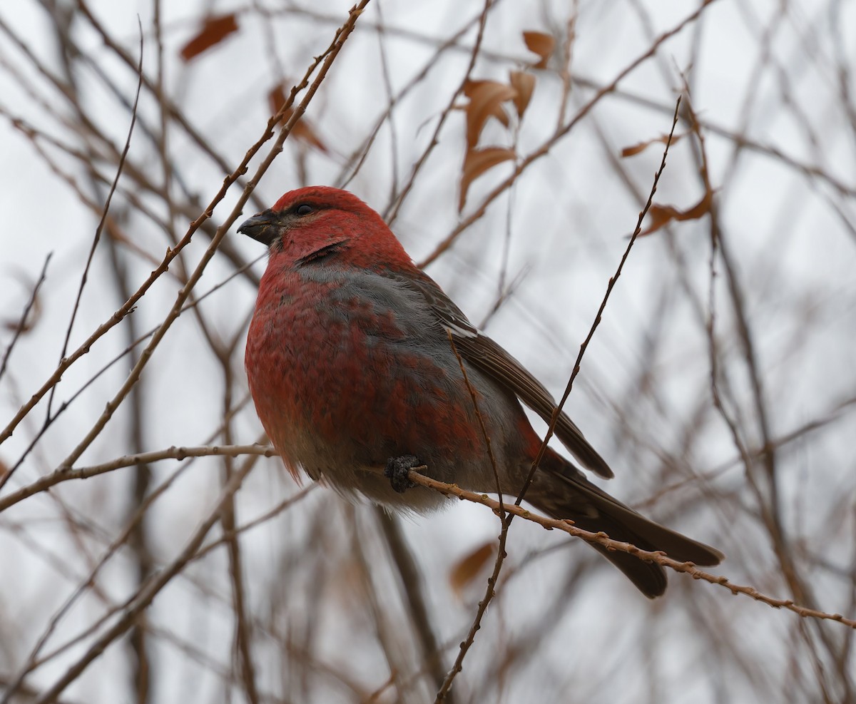 Pine Grosbeak - ML613482406