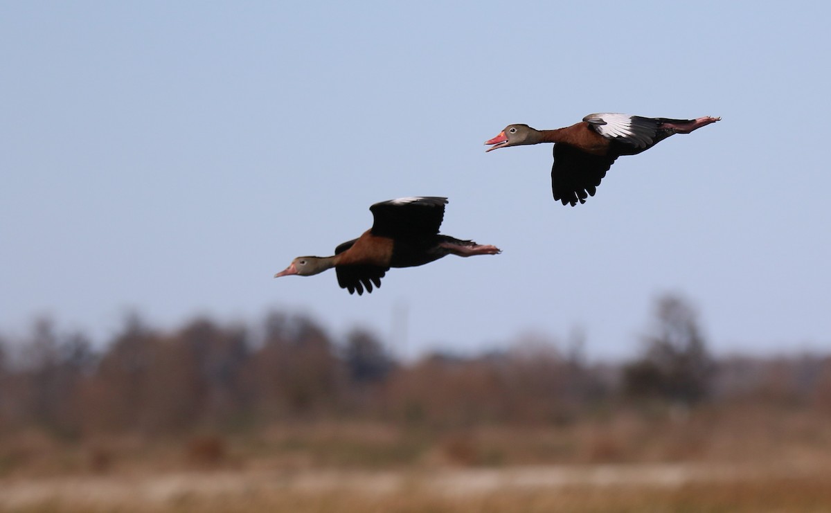 Black-bellied Whistling-Duck - ML613482448