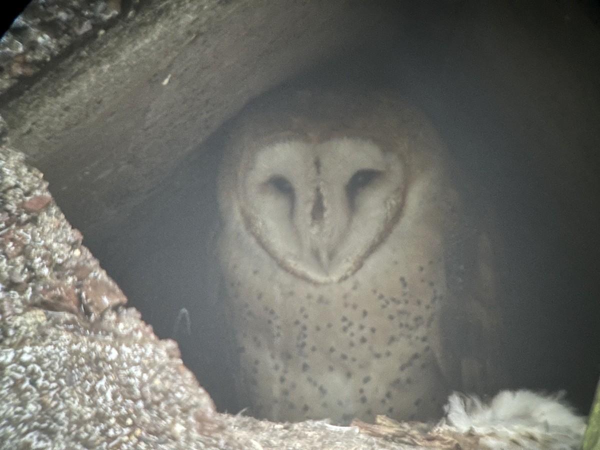 Barn Owl - ML613482532