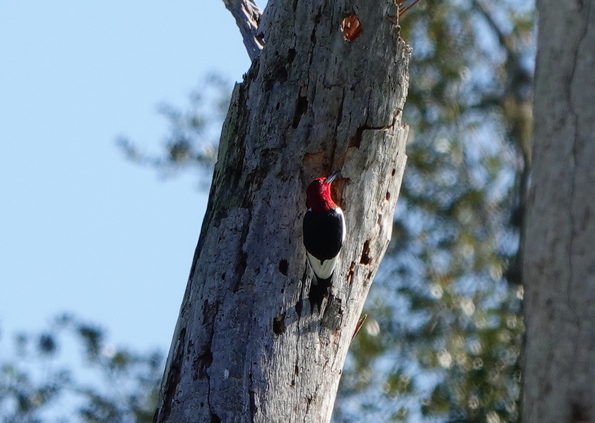 Red-headed Woodpecker - ML613482561
