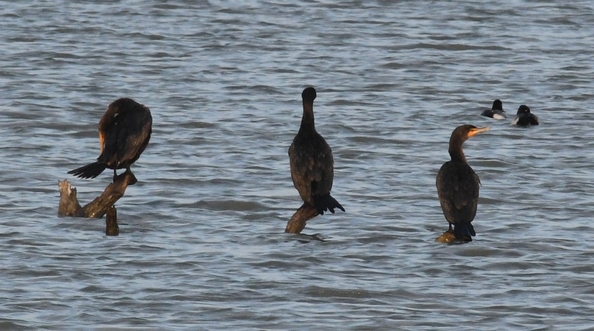 Double-crested Cormorant - ML613482567