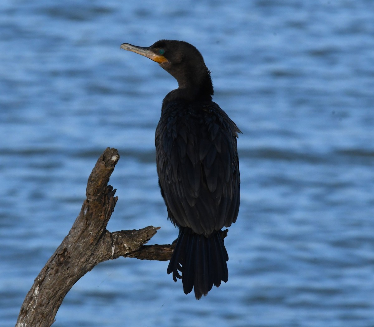 Neotropic Cormorant - ML613482596