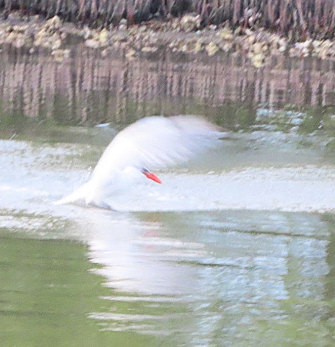 Caspian Tern - ML613482597