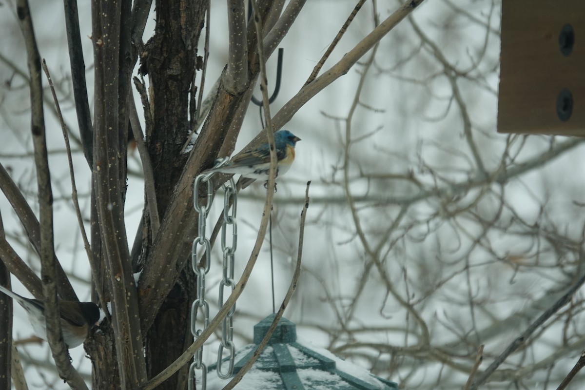 Lazuli Bunting - ML613482603