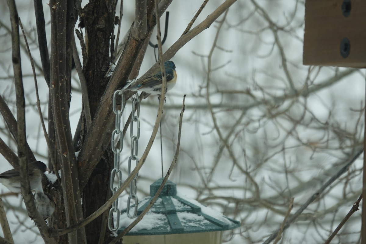 Lazuli Bunting - ML613482605