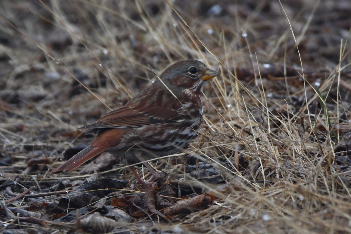 Fox Sparrow - ML613482611