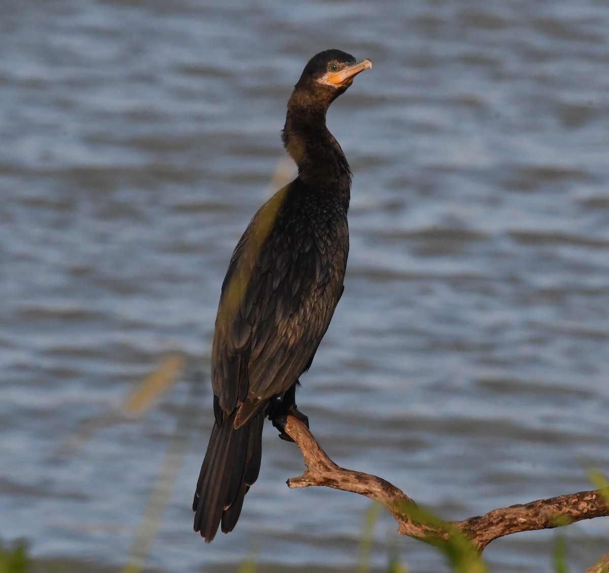 Neotropic Cormorant - ML613482674