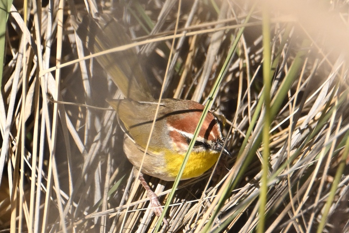 Rufous-capped Warbler - ML613482680