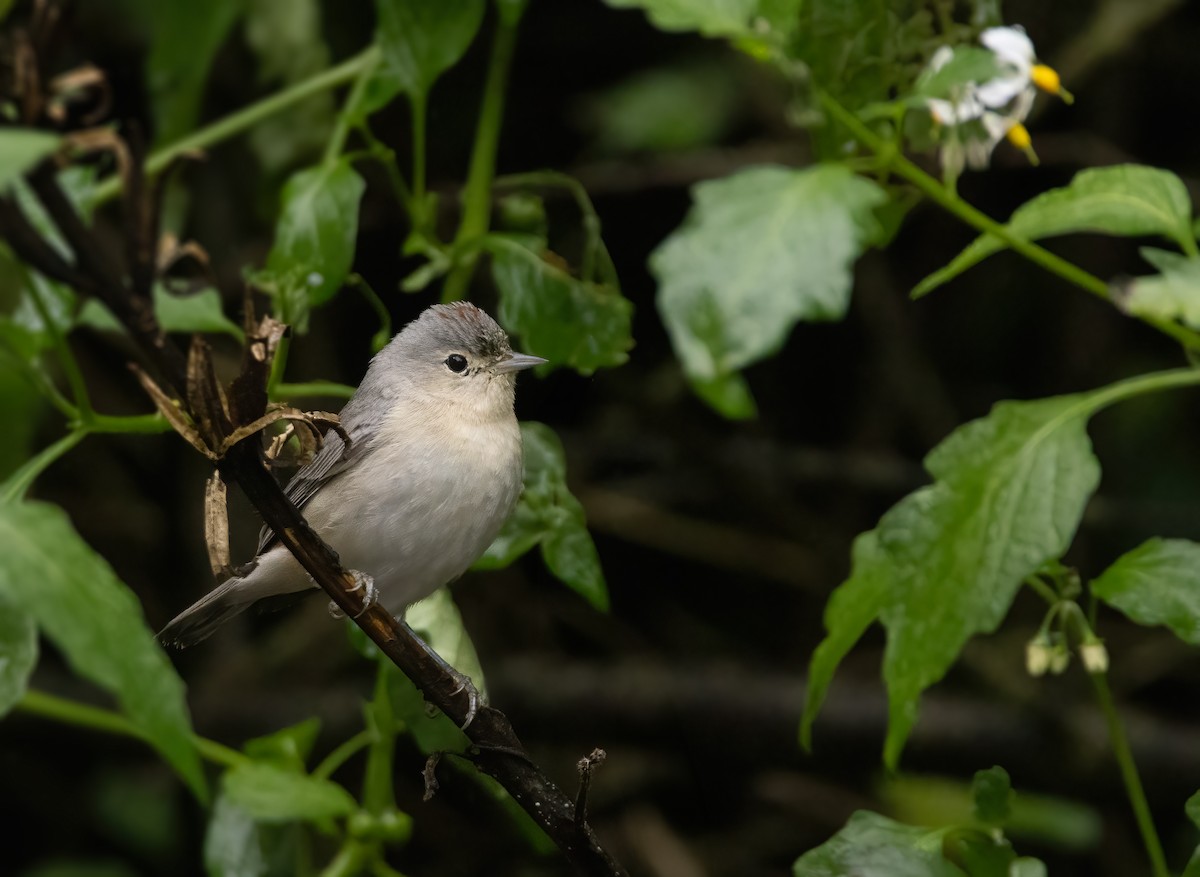 mesquiteparula - ML613482705