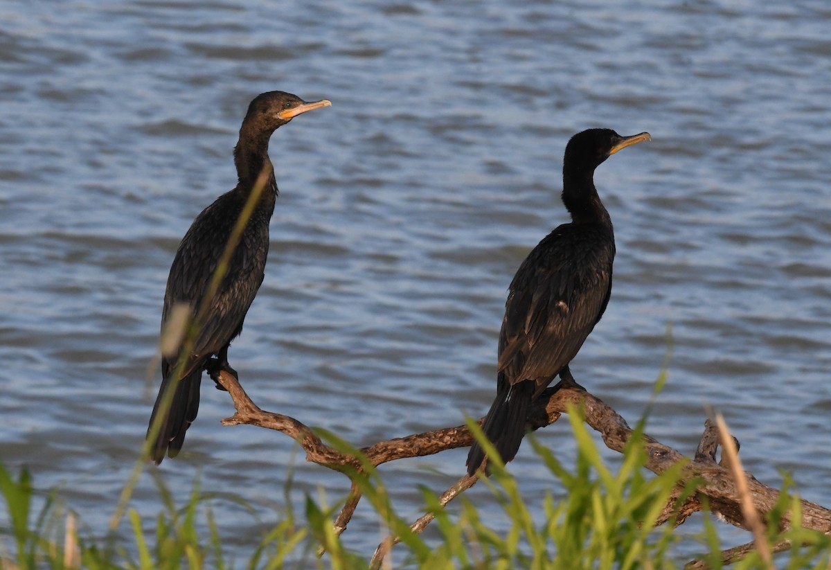 Neotropic Cormorant - ML613482710