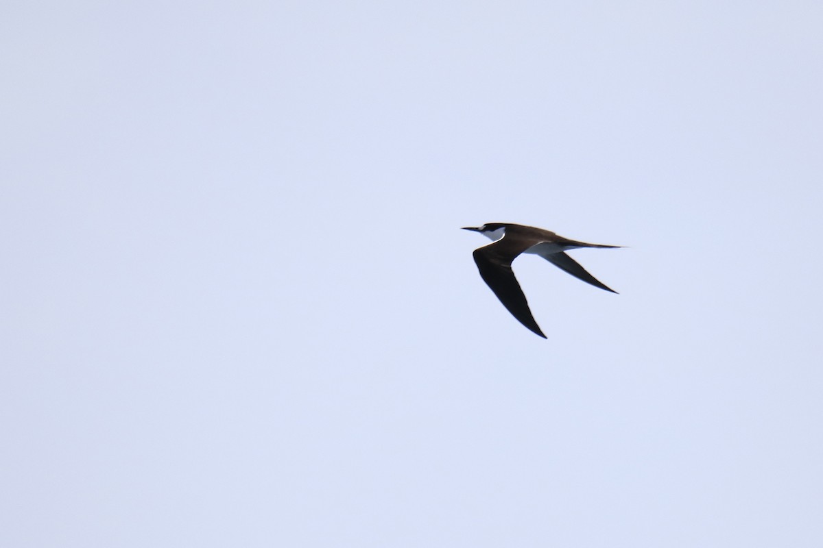 Sooty Tern - Mario Farr