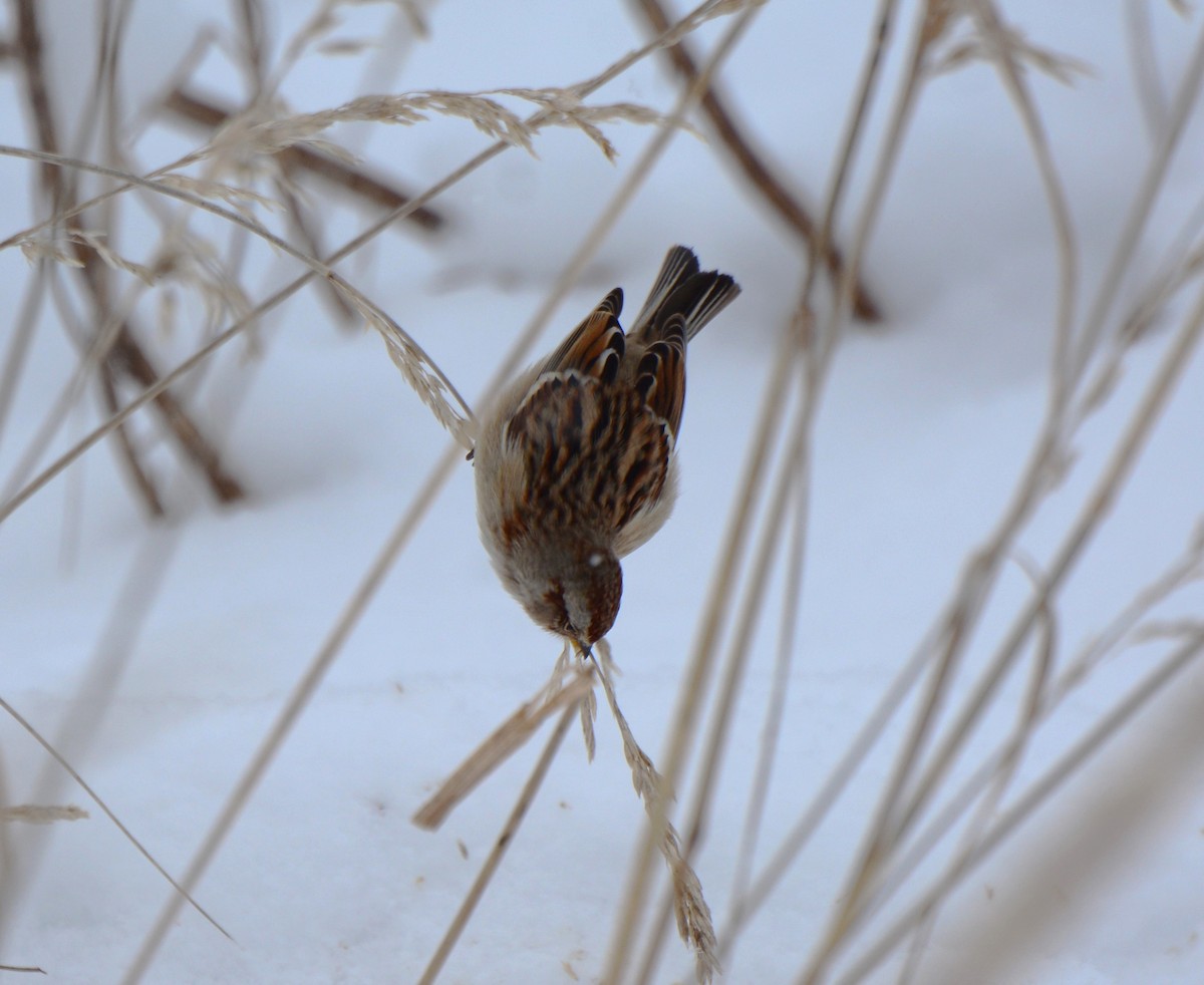 American Tree Sparrow - ML613482741