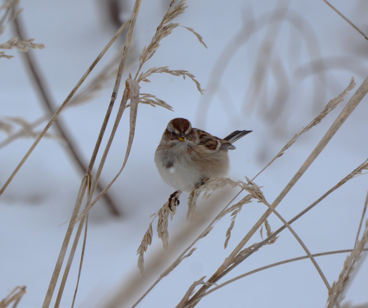 American Tree Sparrow - ML613482743