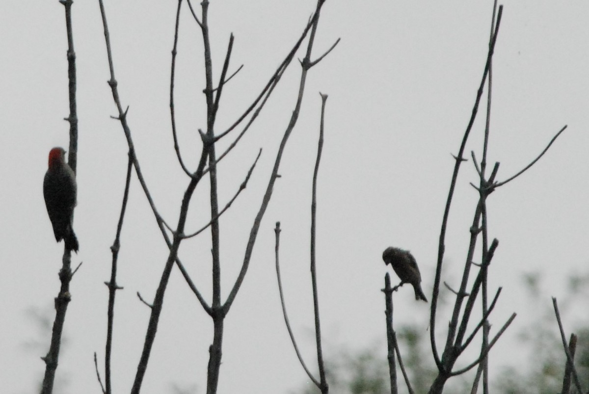 House Finch - ML613482796