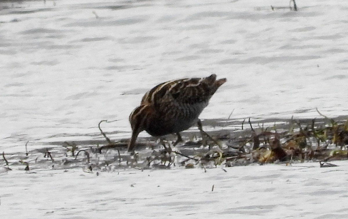 Wilson's Snipe - ML613482907